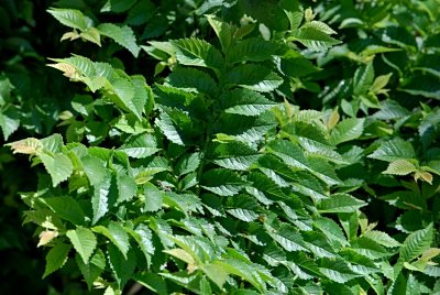 Ulmus elegantissima 'Jacqueline Hillier' (U. glabra × U. minor var. Plotii) - jilm jemný - listy